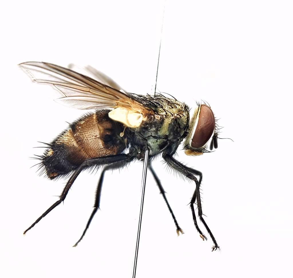 Argyrophylax phoeda