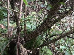 Sambucus sieboldiana