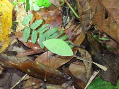 Tanaoctenia haliaria