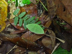 Tanaoctenia haliaria