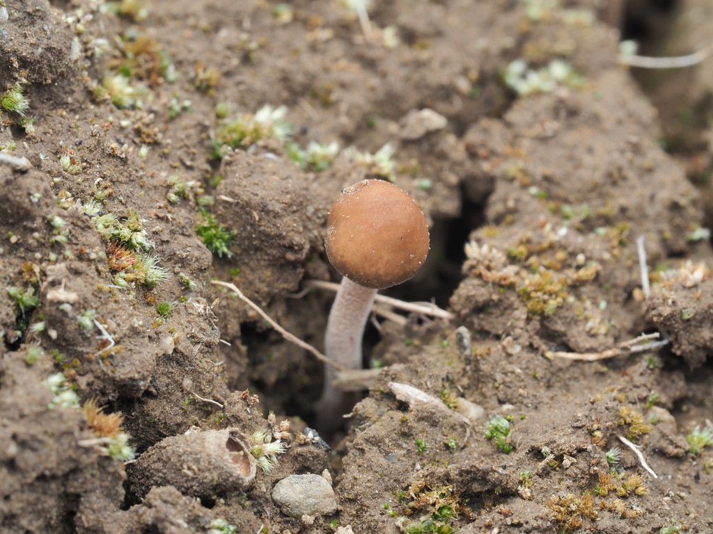 Panaeolus sp. 'CA04'