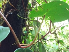 Peperomia hernandiifolia