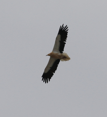 Neophron percnopterus