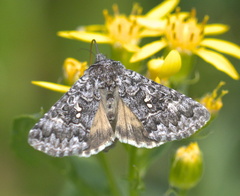 Syngrapha angulidens