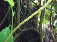 Peperomia hernandiifolia