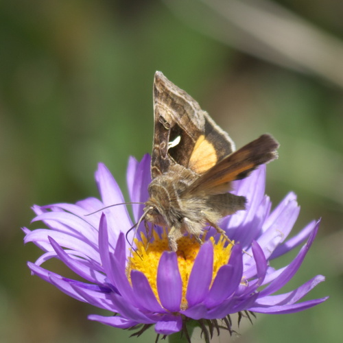 Mountain Beauty Moth photo 3