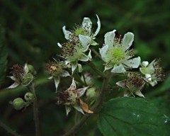 Rubus euryanthemus