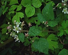Rubus euryanthemus