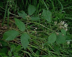 Rubus euryanthemus