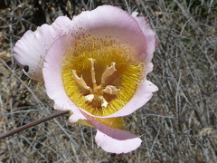 Calochortus plummerae