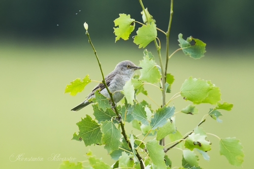 Curruca gavilana (Curruca nisoria)