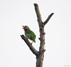 Psilopogon zeylanicus