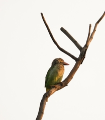 Psilopogon zeylanicus