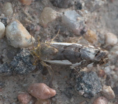 Tarache augustipennis
