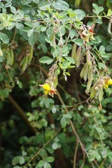 Crotalaria capensis