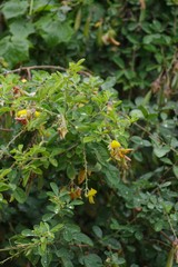 Crotalaria capensis