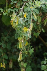 Crotalaria capensis