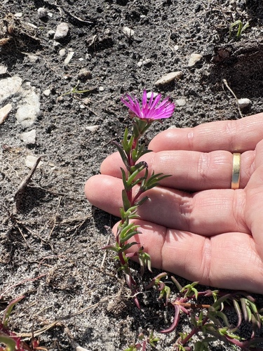 Lampranthus aduncus, photograph 6
