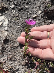 Lampranthus aduncus, photograph (c) Charleen Brunke, some rights reserved (CC BY)