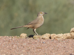 Toxostoma bendirei