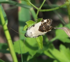 Tarache tetragona