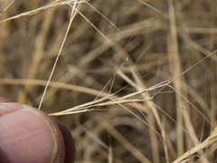 Aristida divaricata