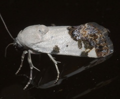 Tarache tetragona
