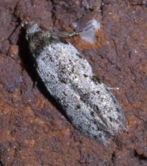 Taygete attributella