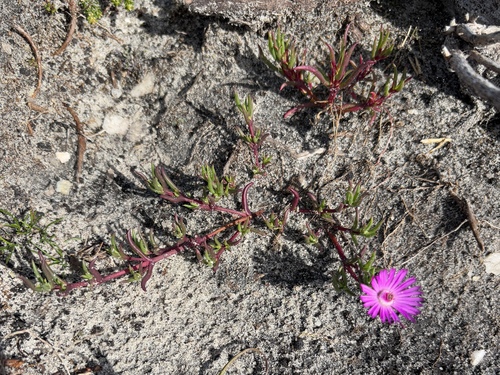 Bakoven Brightfig (Lampranthus aduncus)