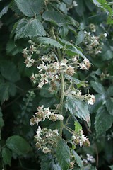 Rubus insectifolius