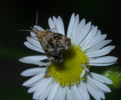 Tebenna gnaphaliella