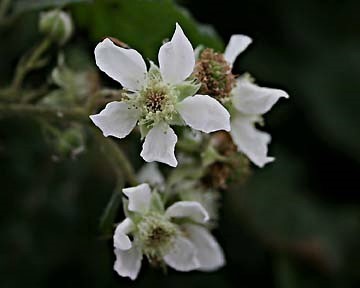 Drooping-flowered Bramble (Rubus insectifolius)