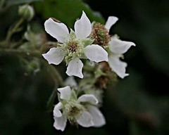 Rubus insectifolius
