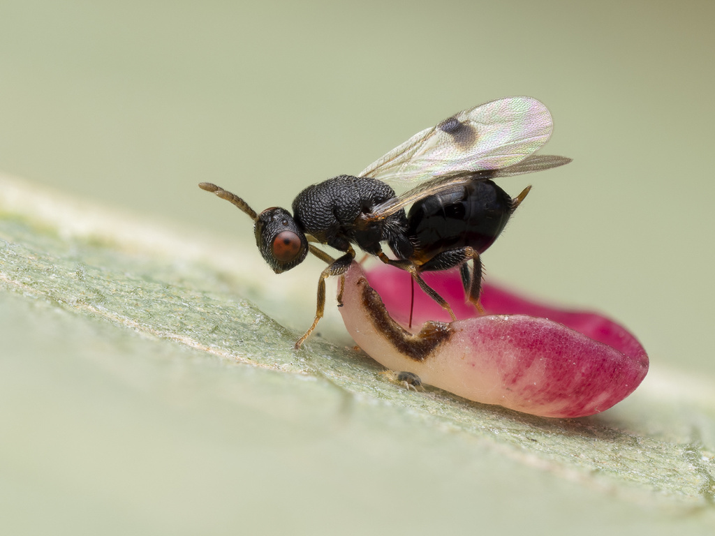 Sycophila biguttata