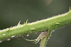 Rubus insectifolius