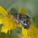 Rosinweed Moth - Photo (c) Robert Webster, some rights reserved (CC BY-SA), uploaded by Robert Webster