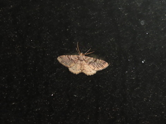 Parectropis subflava