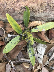 Parinari capensis capensis