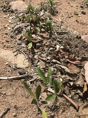 Parinari capensis capensis