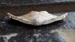 Gonoreta opacifinis