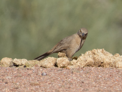 Toxostoma bendirei