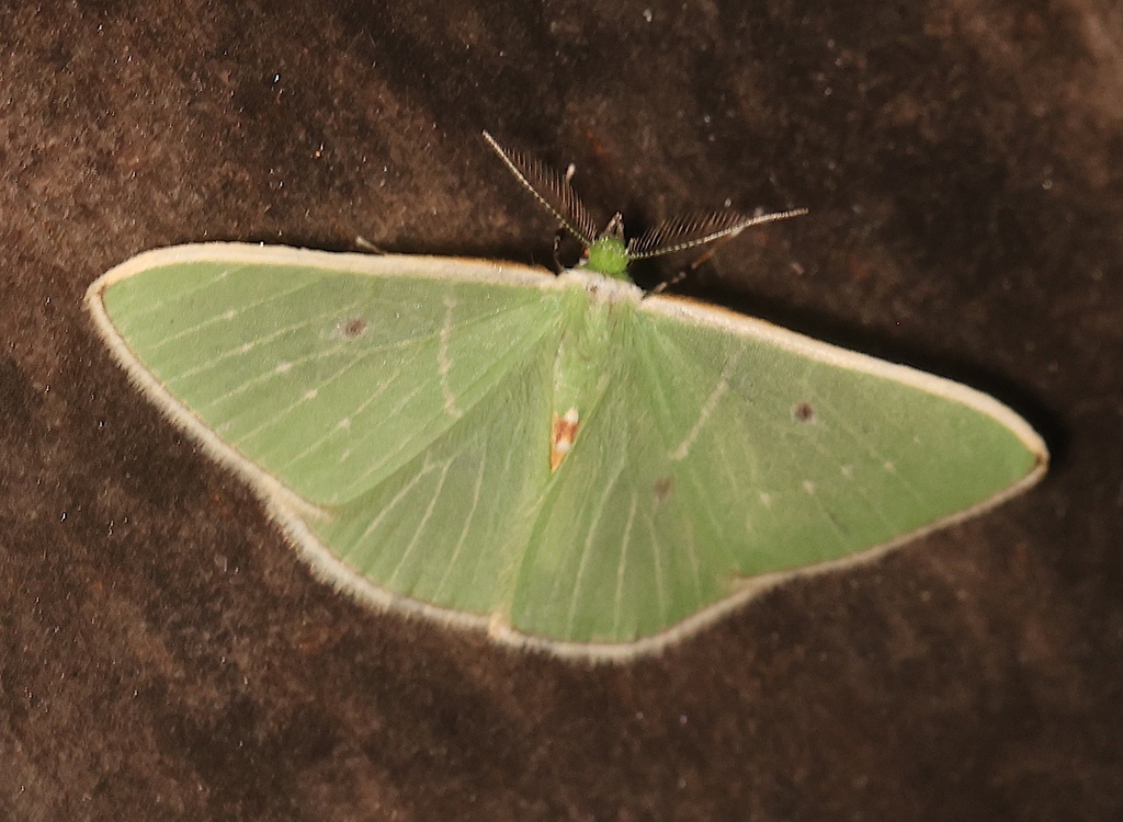 Comostola hauensteini