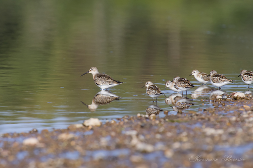 Correlimos menudo (Calidris minuta)