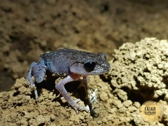 Leptobrachium hasseltii