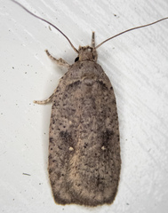 Agonopterix argillacea