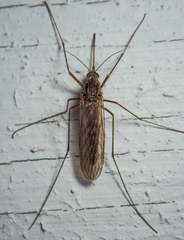 Culiseta inornata