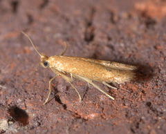 Tischeria quercitella