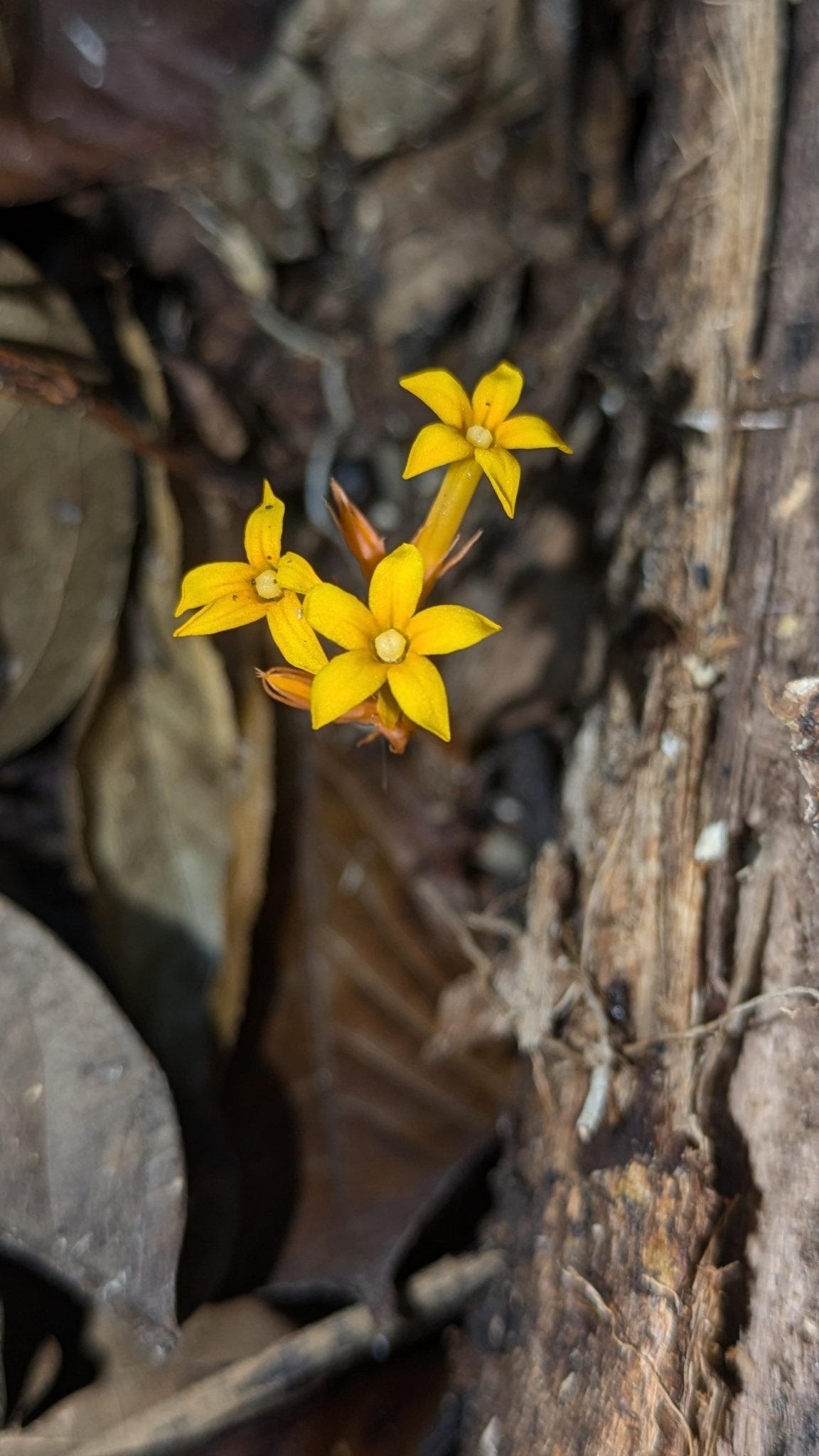 Voyria aurantiaca