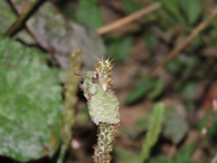 Benbowia takamukuanus