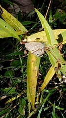 Hermeuptychia sosybius